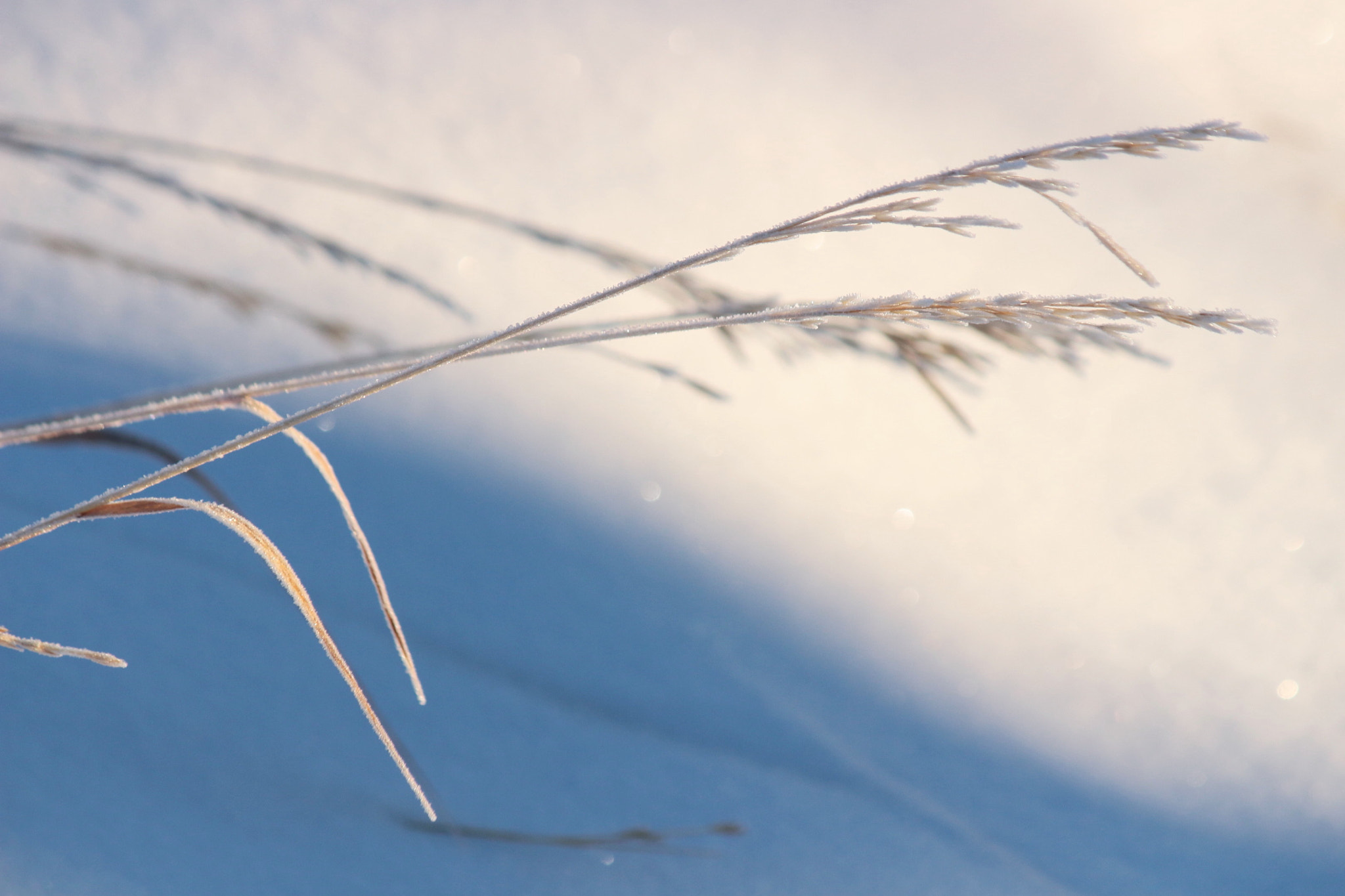 Canon EF-S 55-250mm F4-5.6 IS II sample photo. Winter's touch photography