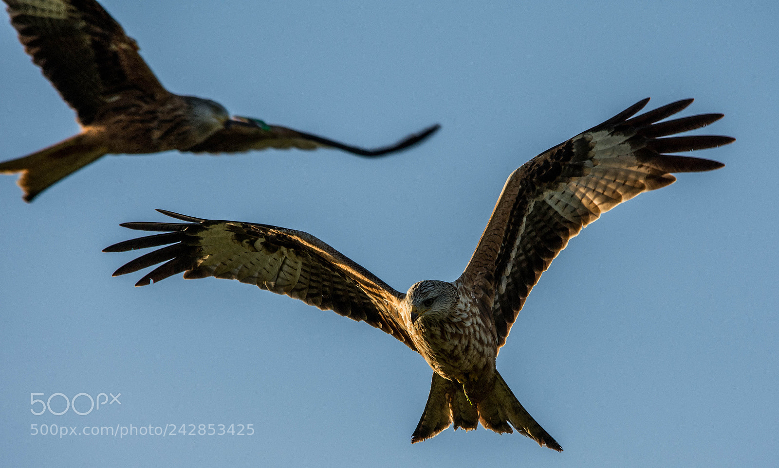 Nikon D7200 sample photo. Red kites scotland photography