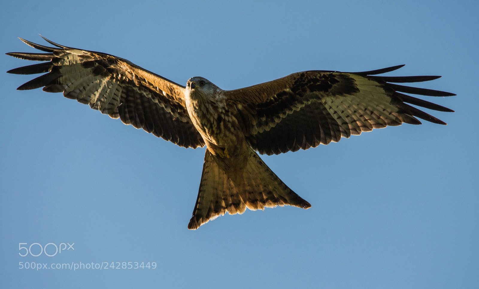 Nikon D7200 sample photo. Red kites scotland photography