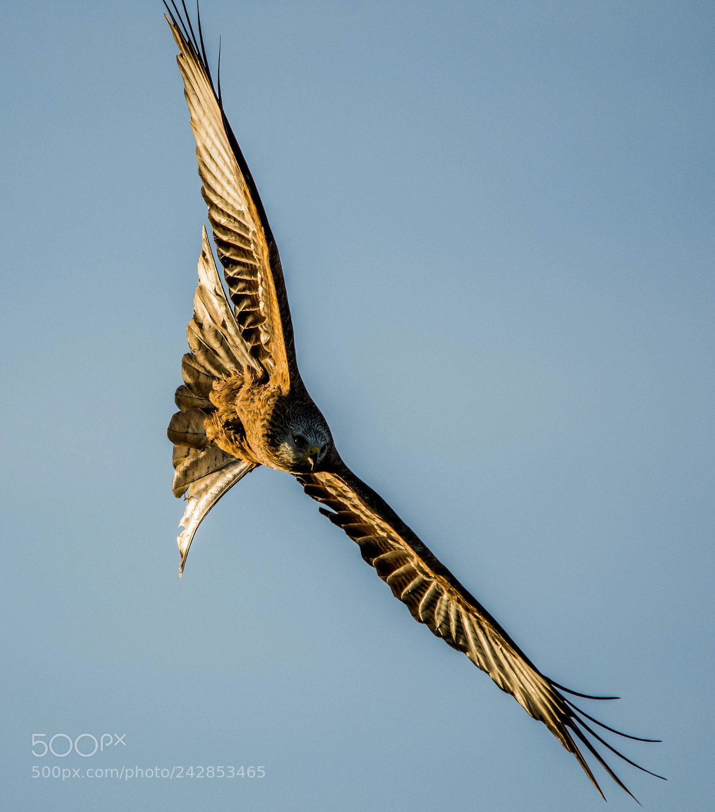 Nikon D7200 sample photo. Red kites scotland photography