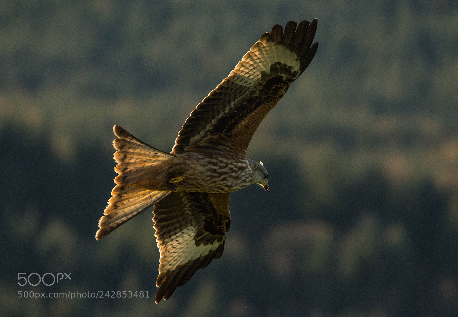Nikon D7200 sample photo. Red kites scotland photography