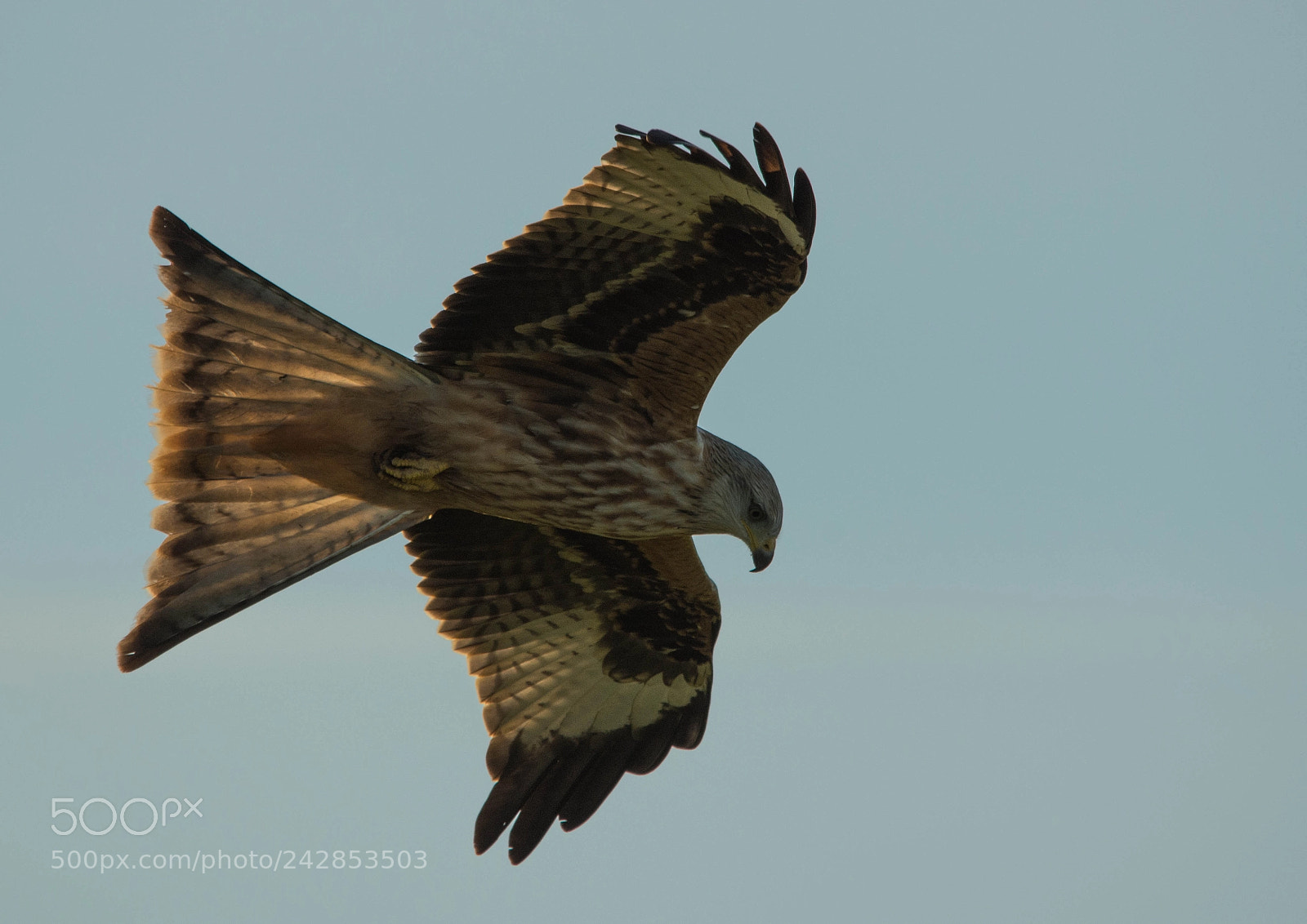 Nikon D7200 sample photo. Red kites scotland photography