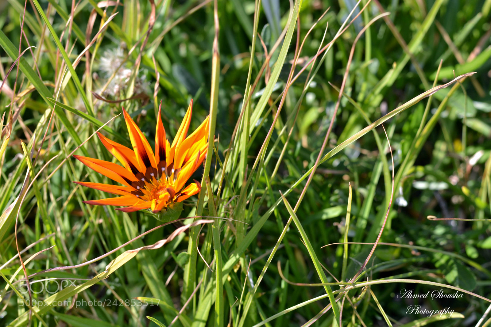 Nikon D3100 sample photo. Shiny photography