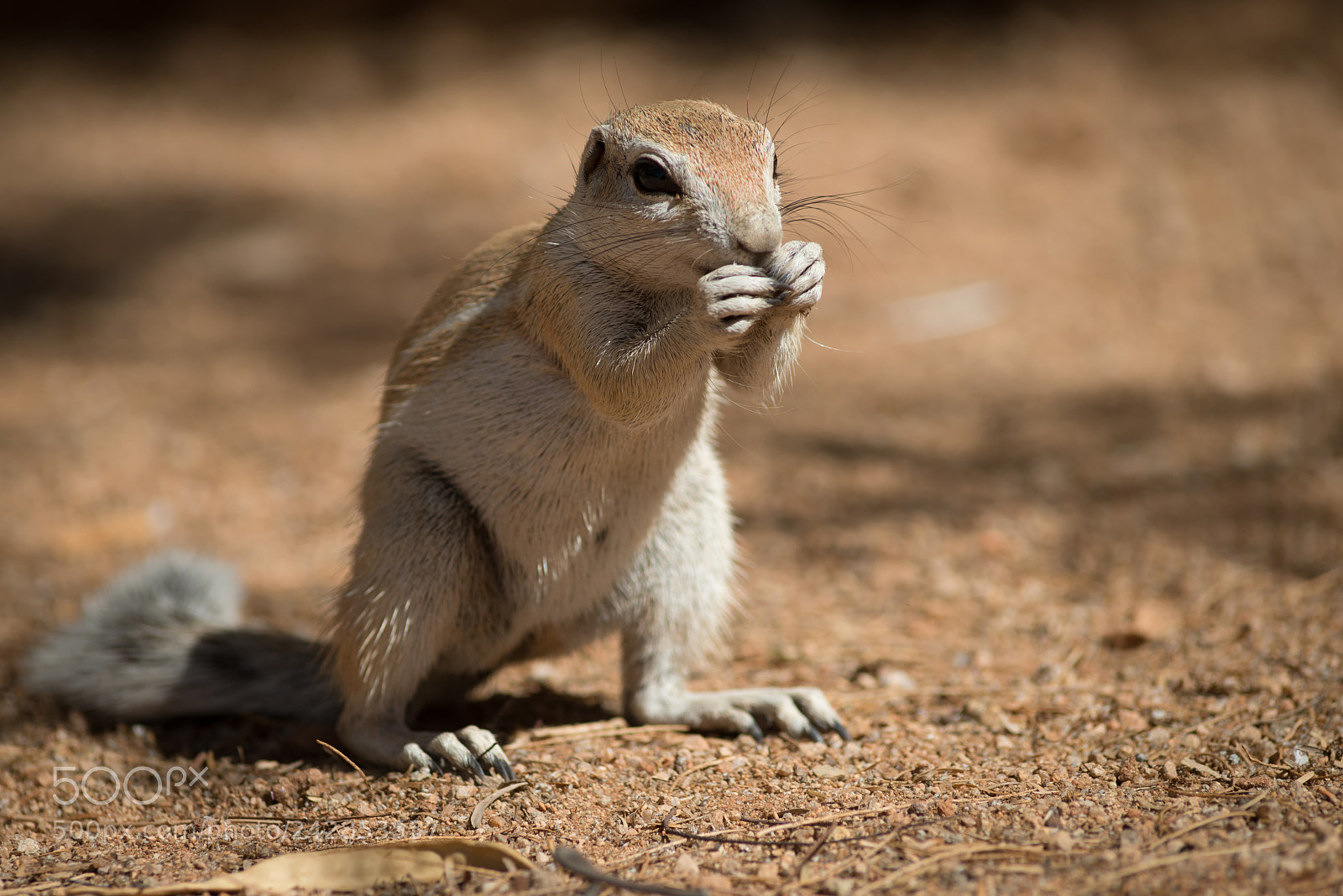 Nikon D800 sample photo. Namibian squirrel photography