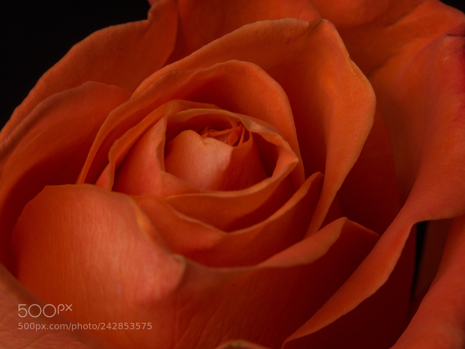 Olympus OM-D E-M1 sample photo. Rose 10 photography