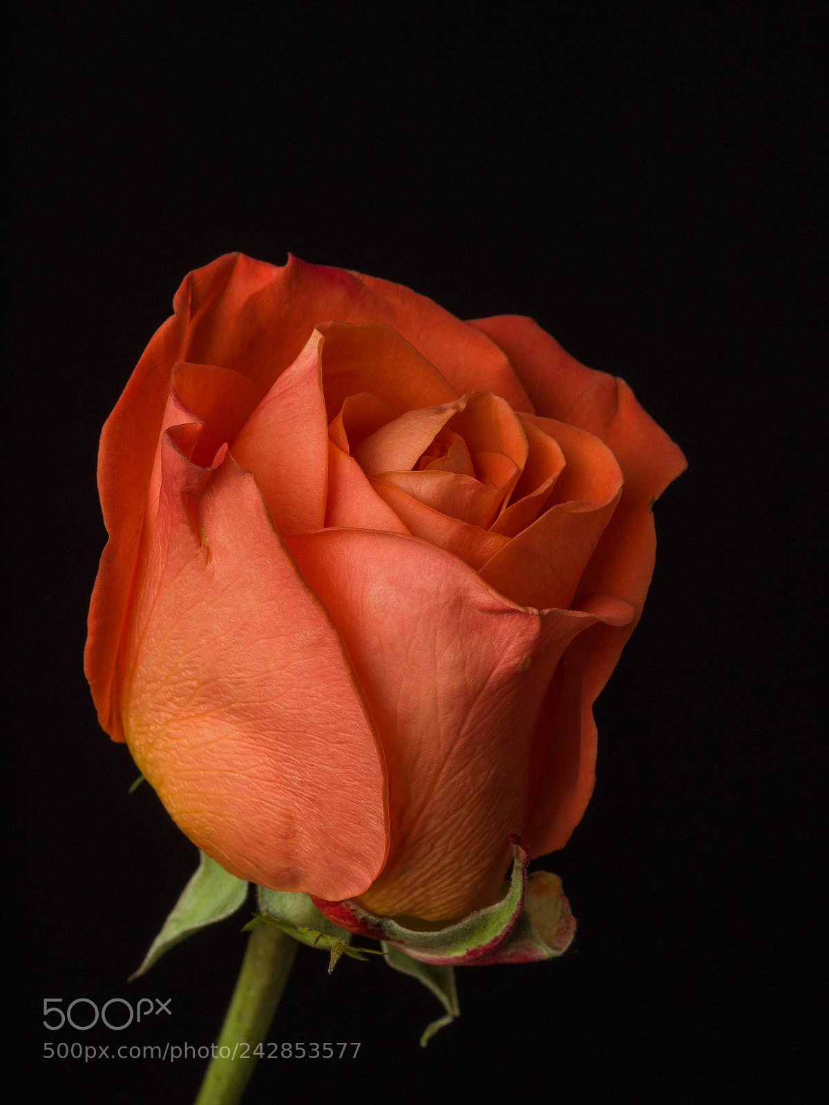 Olympus OM-D E-M1 sample photo. Rose 11 photography