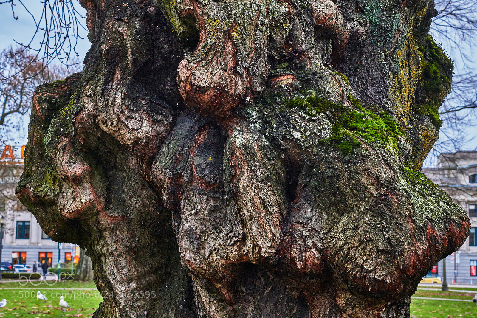 Nikon D850 sample photo. Gnarly tree photography