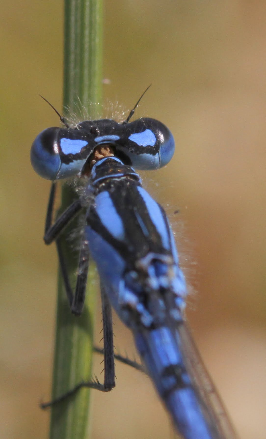 Canon EF 100mm F2.8 Macro USM sample photo. Libelle photography