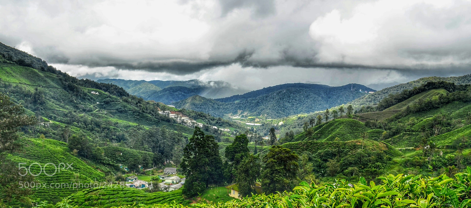 Nikon D5100 sample photo. Cloudy tea photography