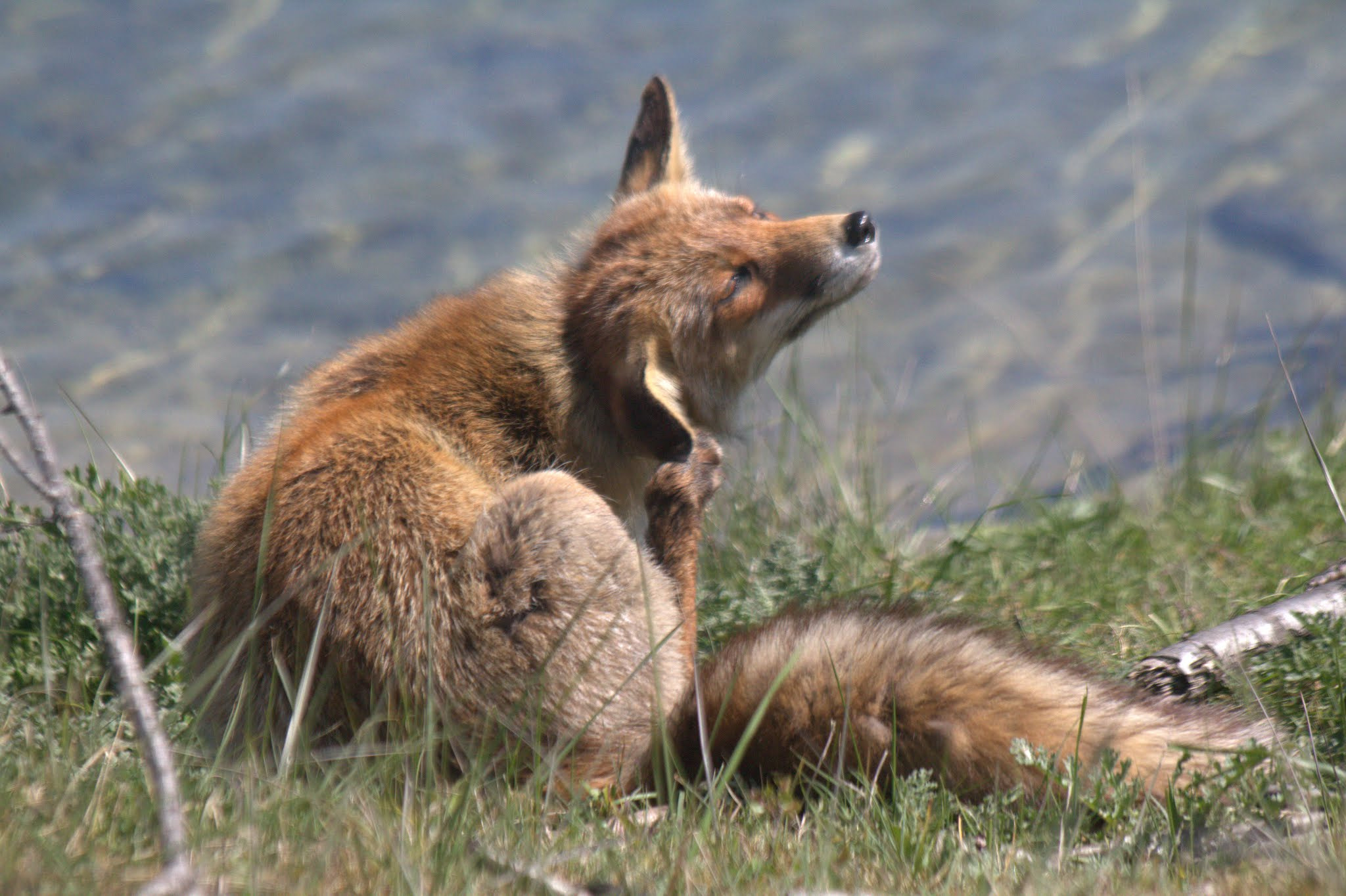 Canon EF 70-300mm F4-5.6 IS USM sample photo. Fox photography