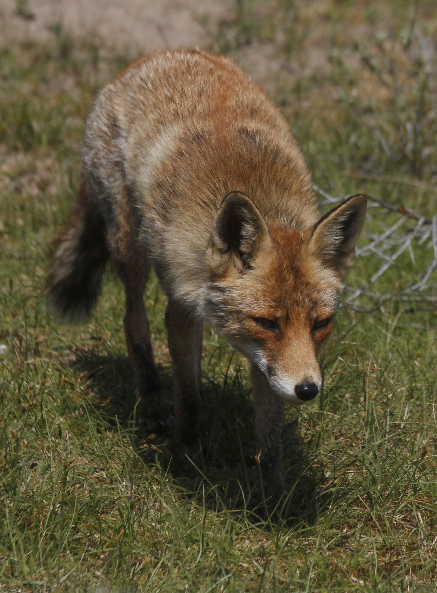 Canon EF 70-300mm F4-5.6 IS USM sample photo. Fox 2 photography