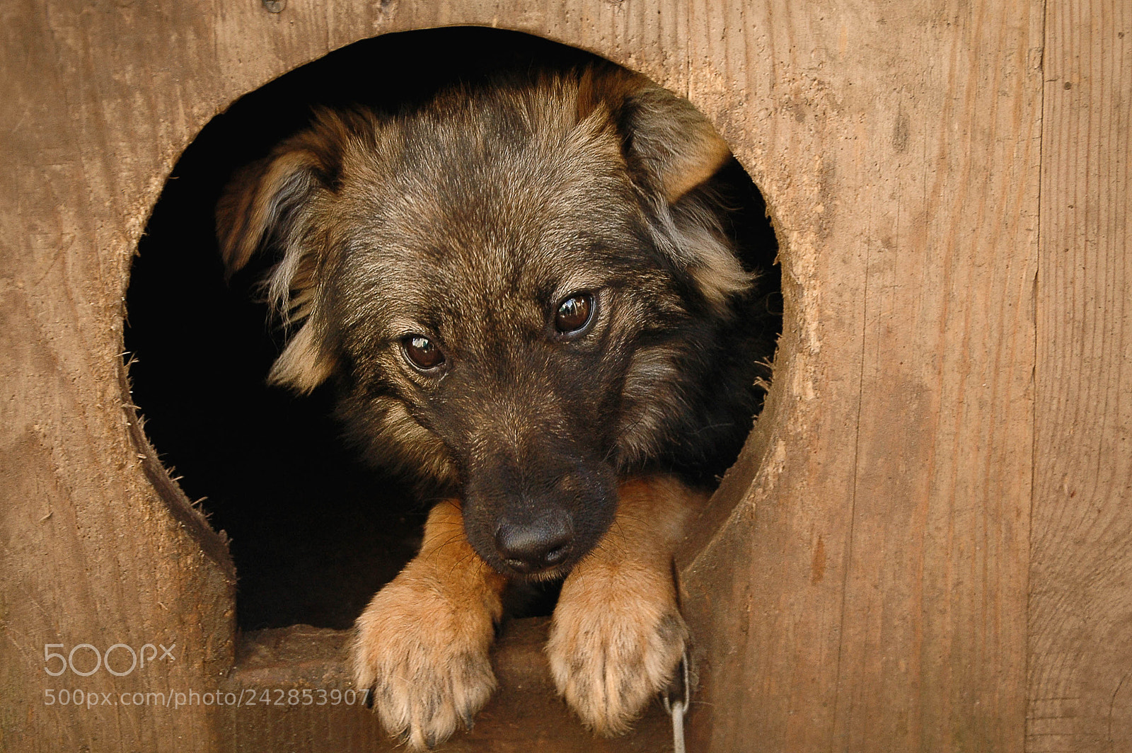 Nikon D70s sample photo. Dog photography
