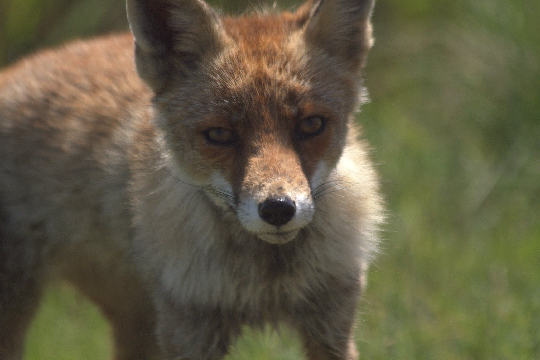 Canon EF 70-300mm F4-5.6 IS USM sample photo. Fox 3 photography