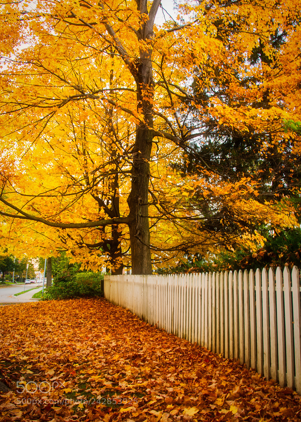 Nikon D7100 sample photo. Autumn and a white photography