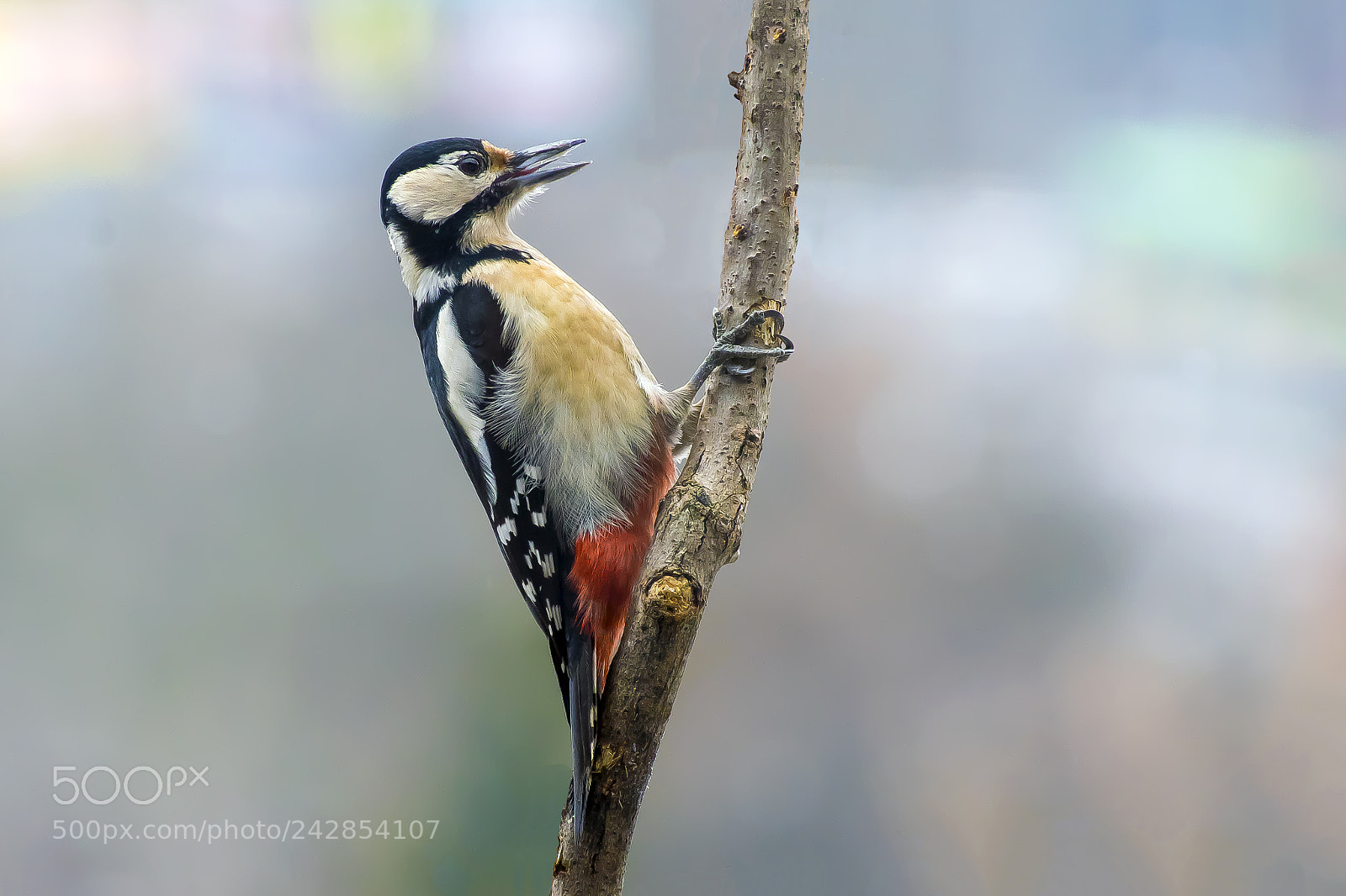 Pentax K-3 sample photo. Great spotted woodpecker photography