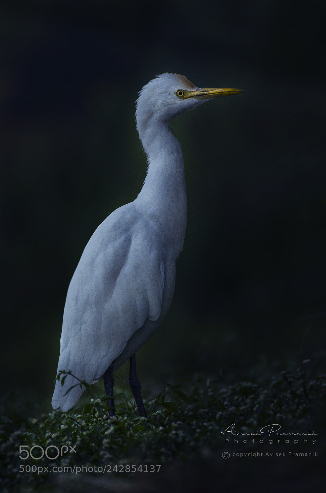 Nikon D5100 sample photo. Cattle egret photography
