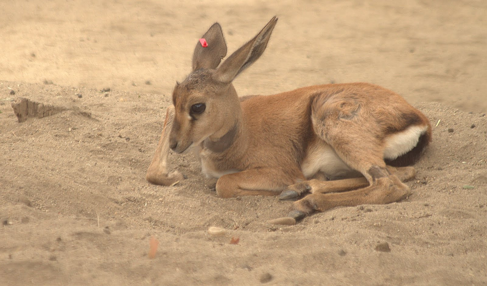 Canon EF 70-300mm F4-5.6 IS USM sample photo. Gazelle juveniel photography