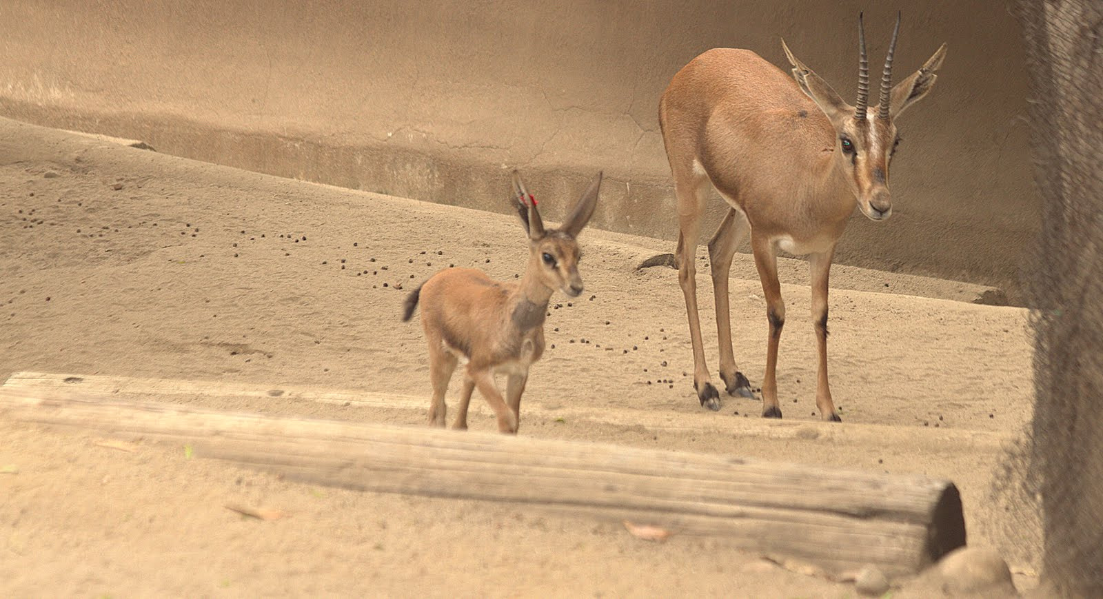 Canon EF 70-300mm F4-5.6 IS USM sample photo. Gazelle mother and child photography