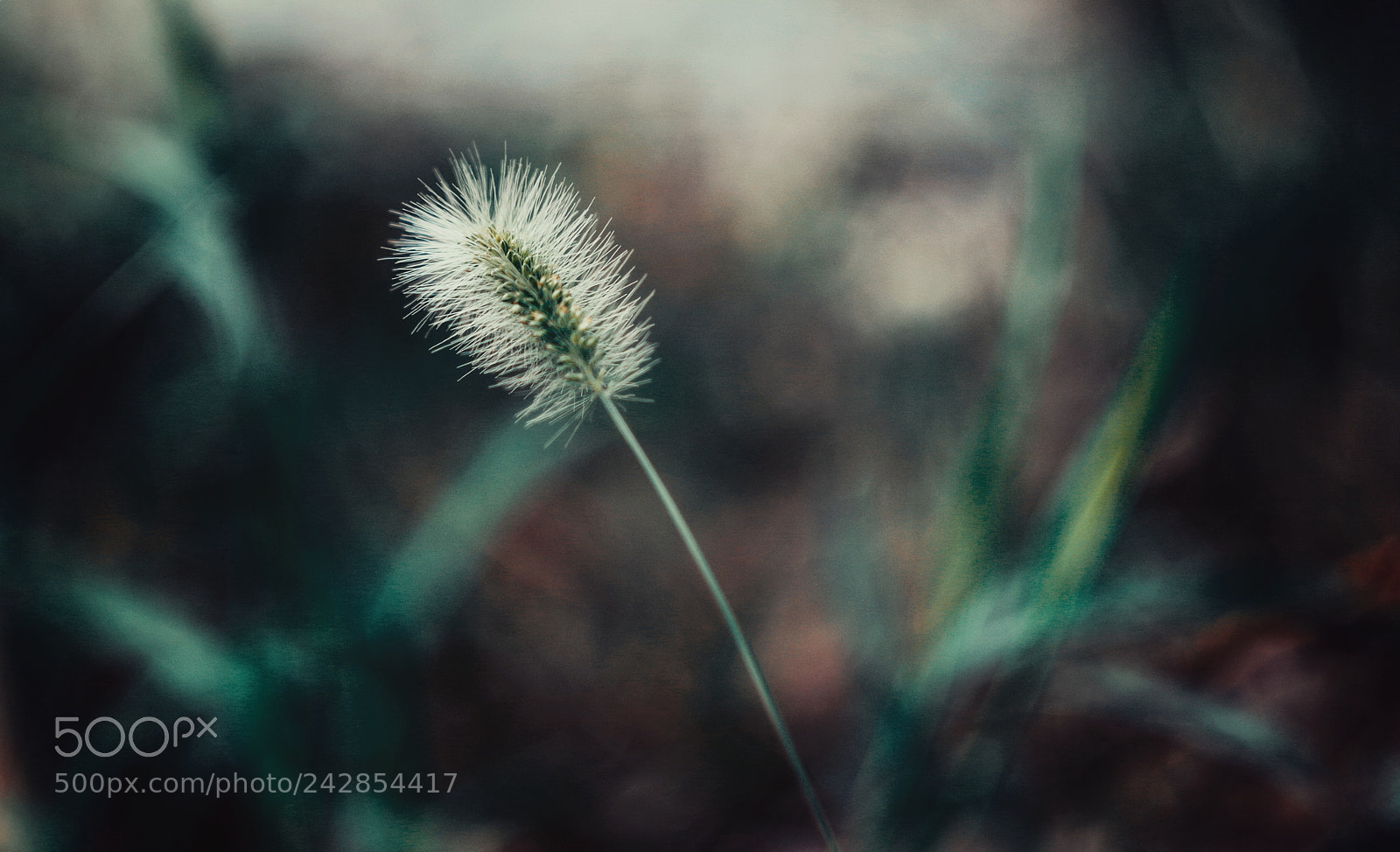 Pentax K-50 sample photo. Untitled photography