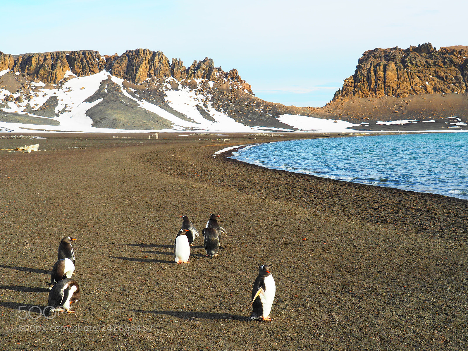 Olympus OM-D E-M5 II sample photo. Penguins on deception island photography