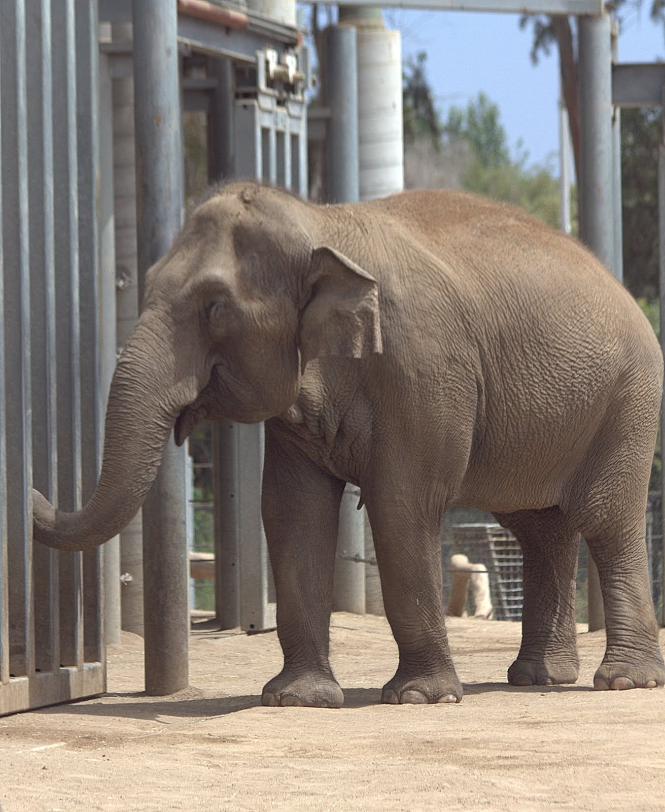 Canon EF 70-300mm F4-5.6 IS USM sample photo. Elephant photography