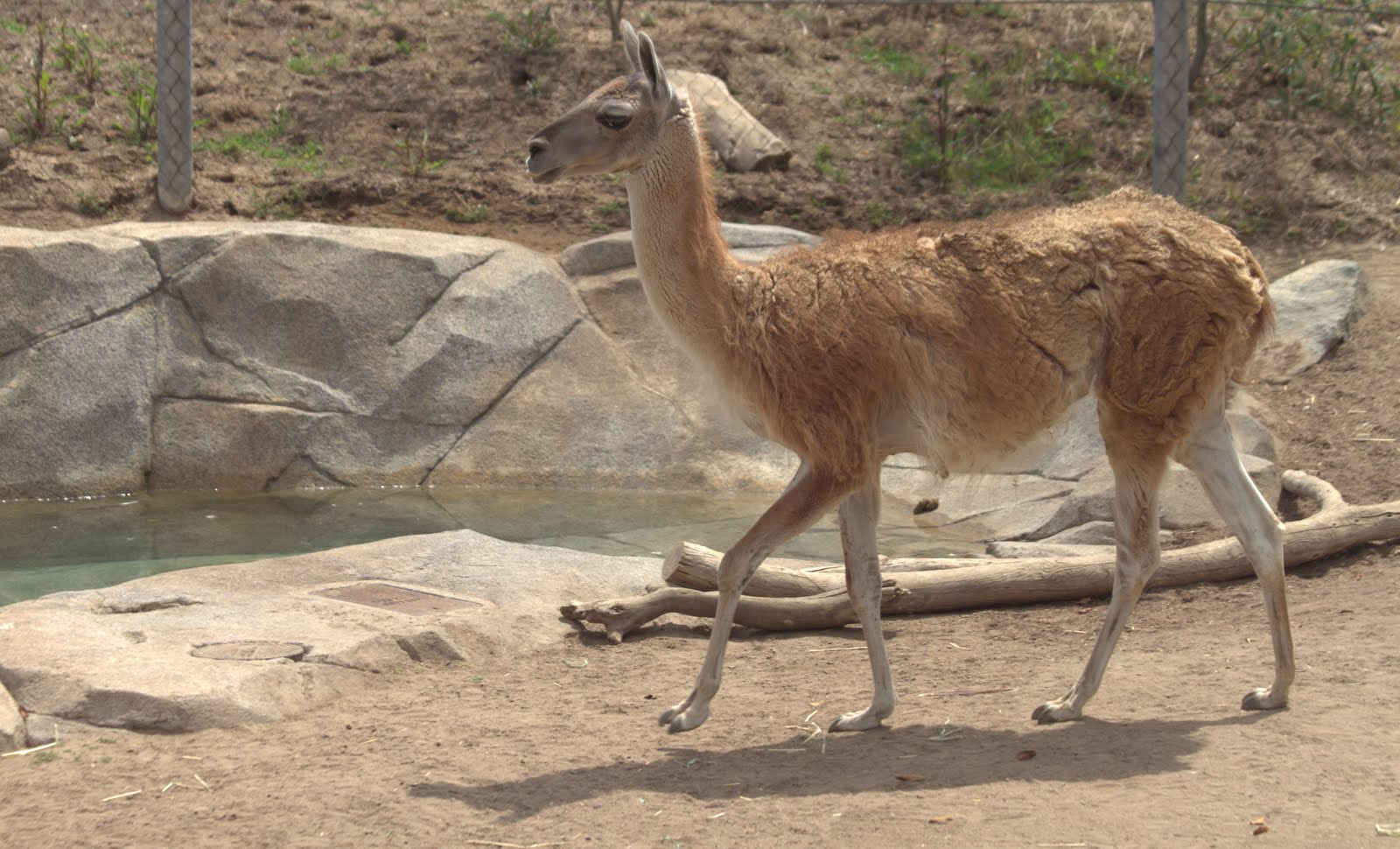 Canon EF 70-300mm F4-5.6 IS USM sample photo. Lama photography