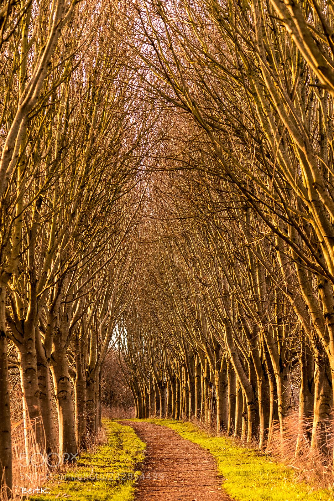 Nikon D500 sample photo. Entrance to the forest photography