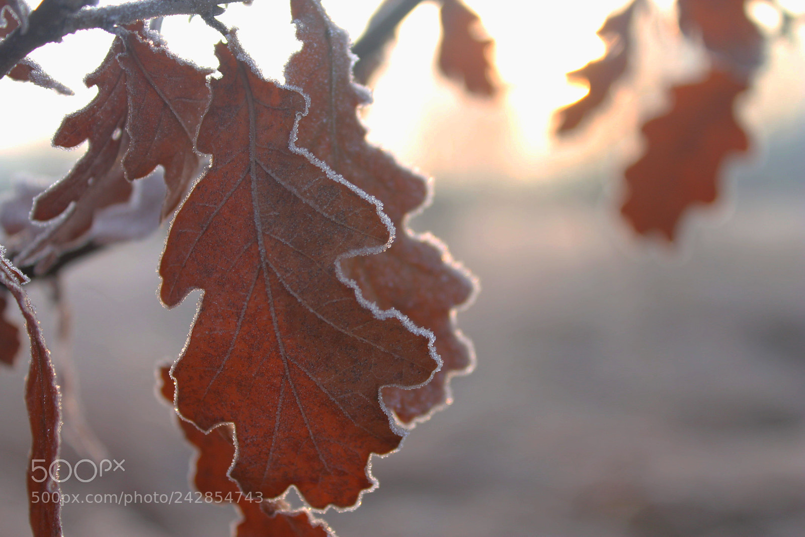 Canon EOS 1100D (EOS Rebel T3 / EOS Kiss X50) sample photo. Winter gloves photography