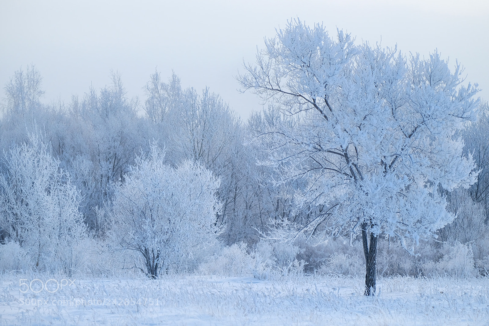 Fujifilm X-T2 sample photo. The frosty lace photography