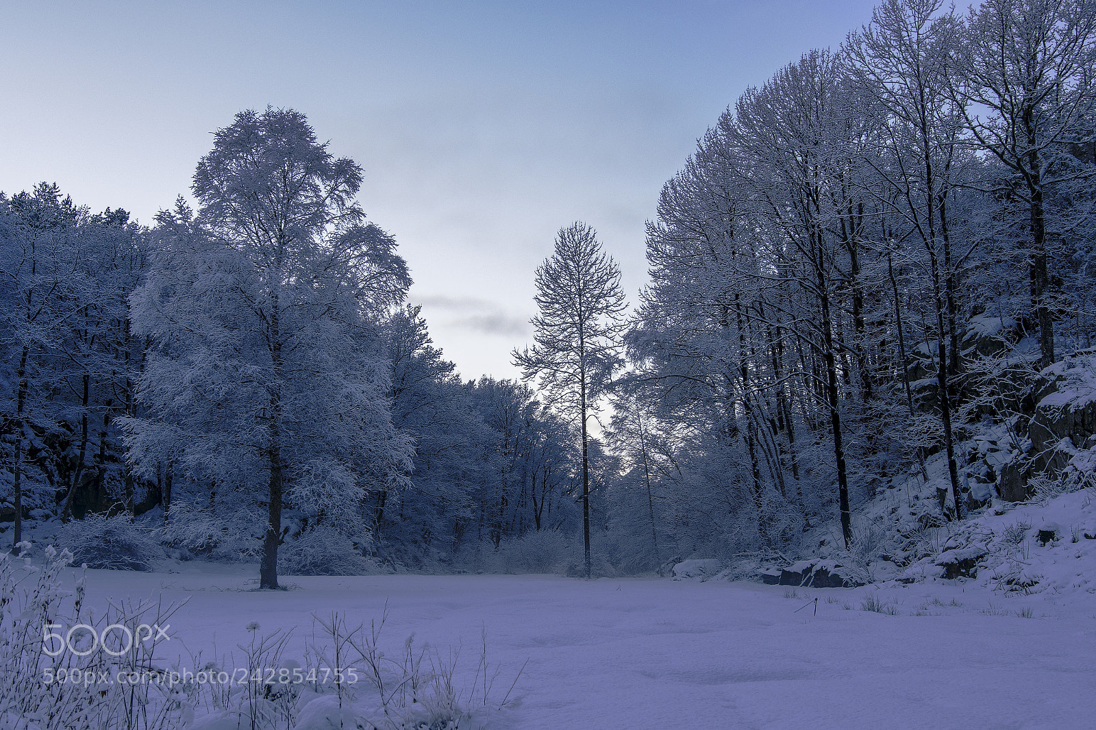 Nikon D500 sample photo. Winter 2018 photography