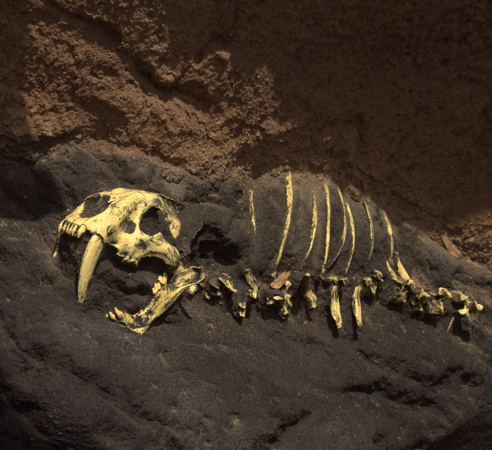 Canon EF 70-300mm F4-5.6 IS USM sample photo. Fossils 2 photography