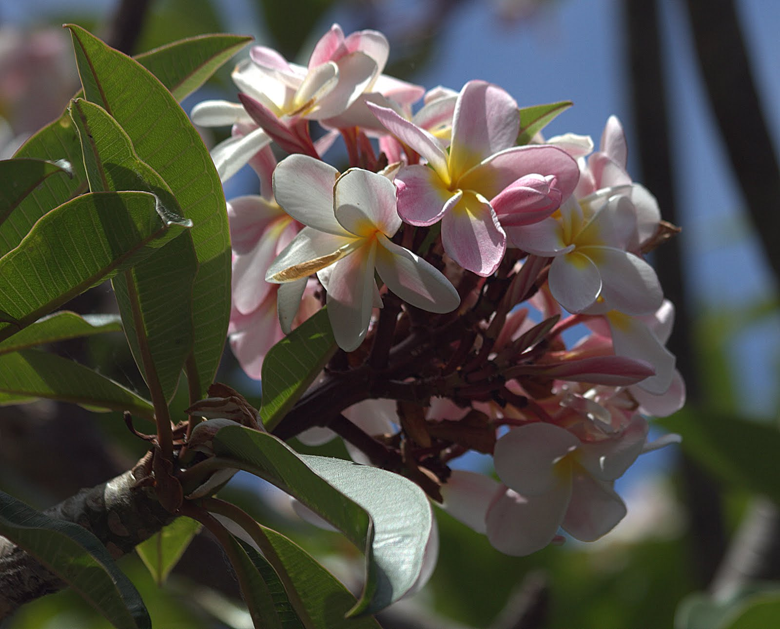 Canon EF 70-300mm F4-5.6 IS USM sample photo. Flowers photography