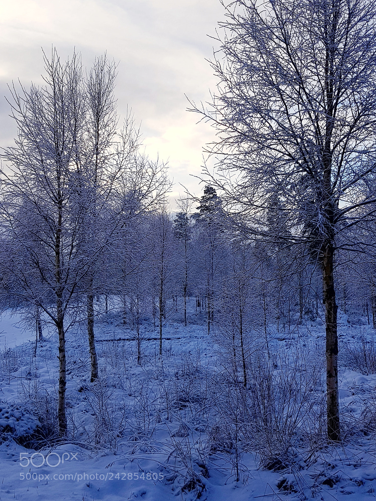 Samsung Galaxy S8 sample photo. Winter season ❄ photography