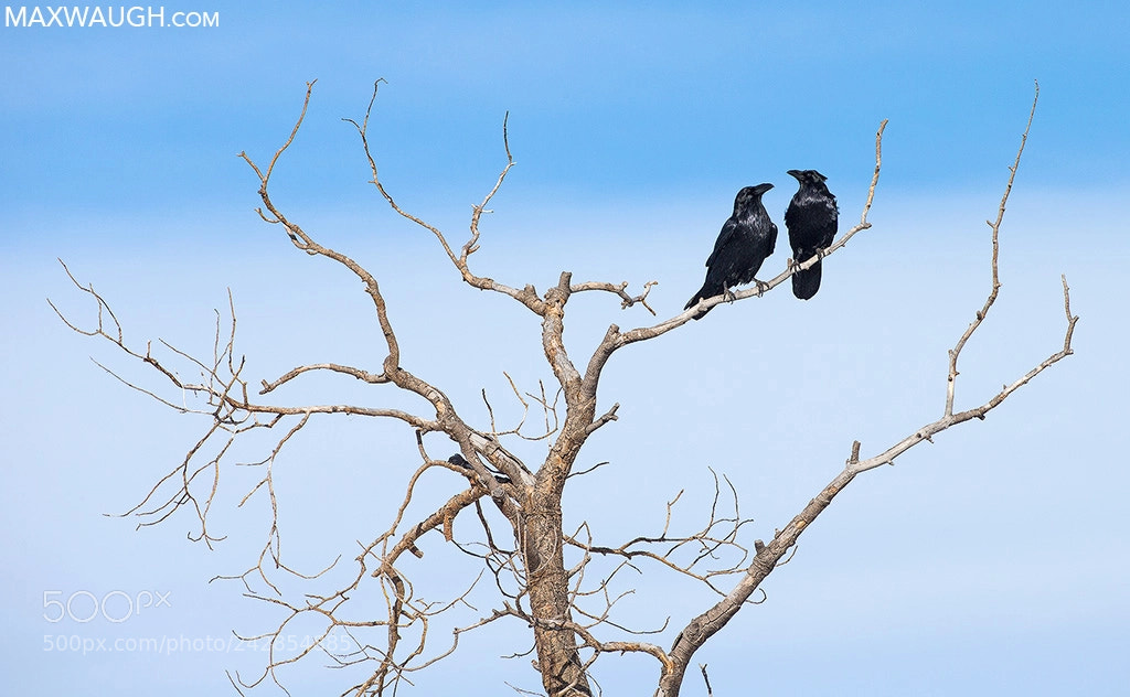 Canon EOS-1D X sample photo. Common ravens photography
