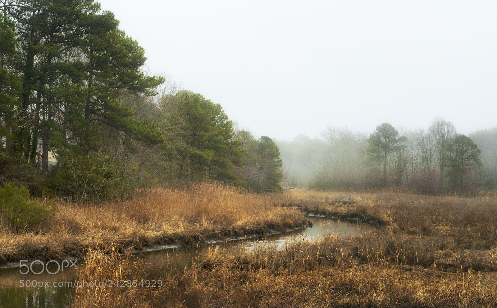 Sony a7R III sample photo. Virginia wetlands with winter photography