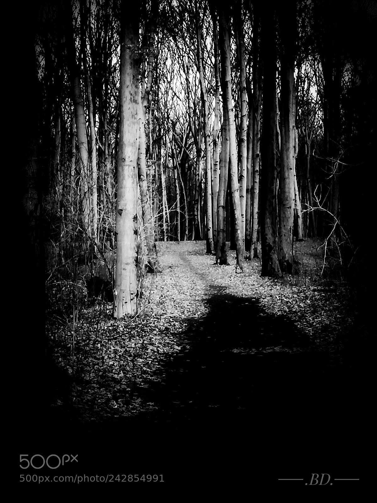 HUAWEI P9 LITE sample photo. Forest photography