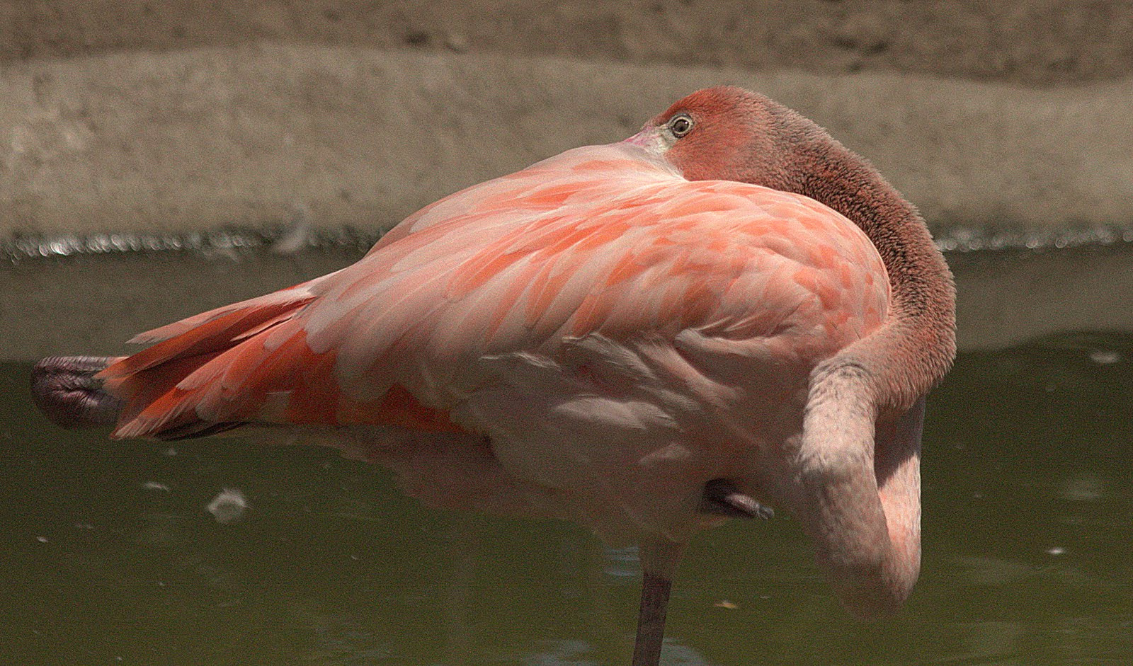 Canon EF 70-300mm F4-5.6 IS USM sample photo. Flamingo photography