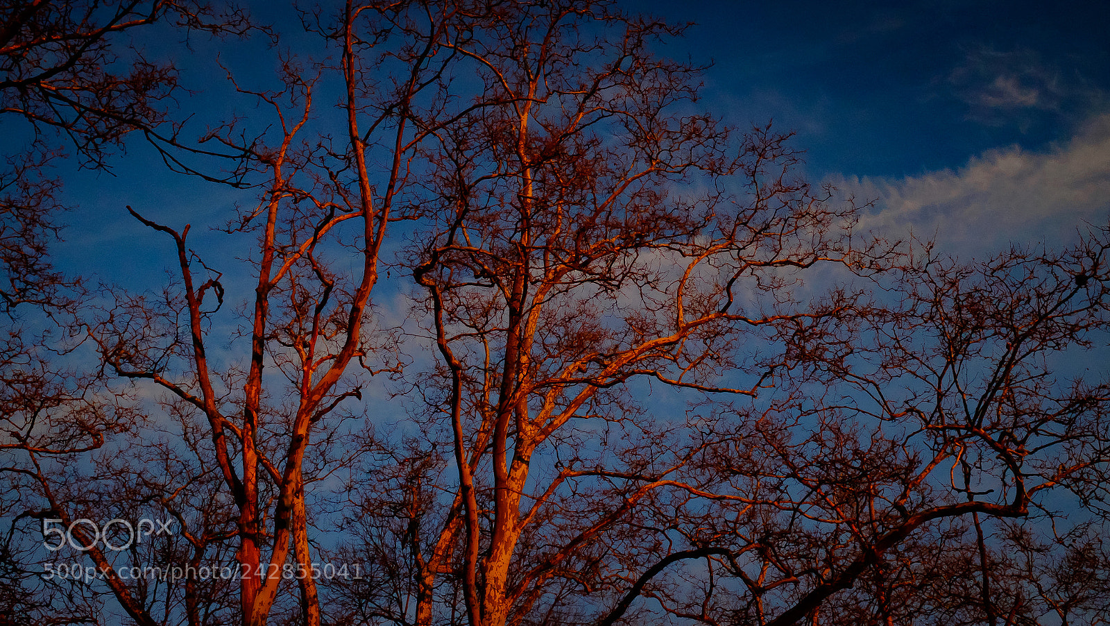 Fujifilm X100T sample photo. Sunset on the branches photography
