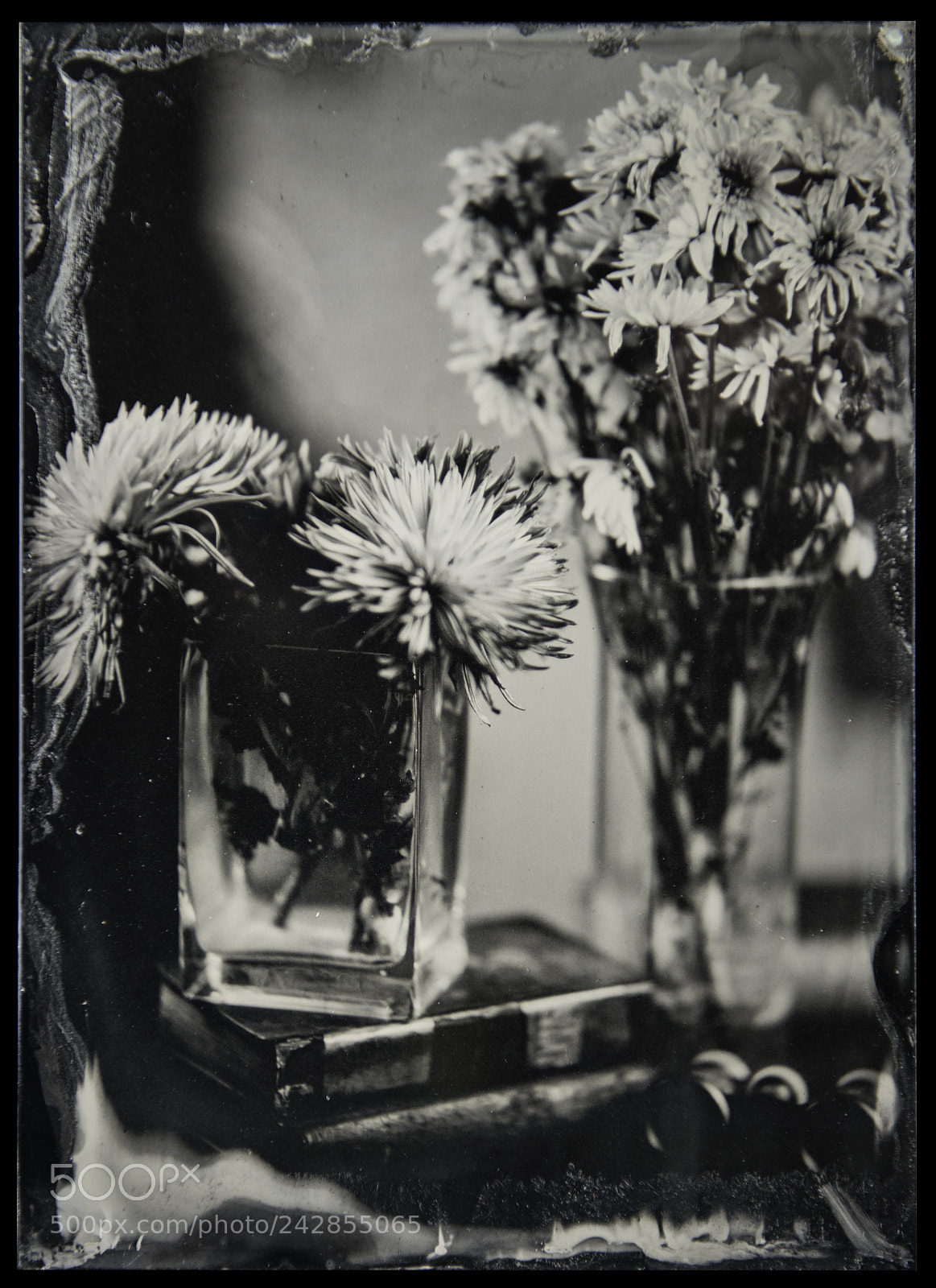 Nikon D800 sample photo. Flowers 1.14.18 photography