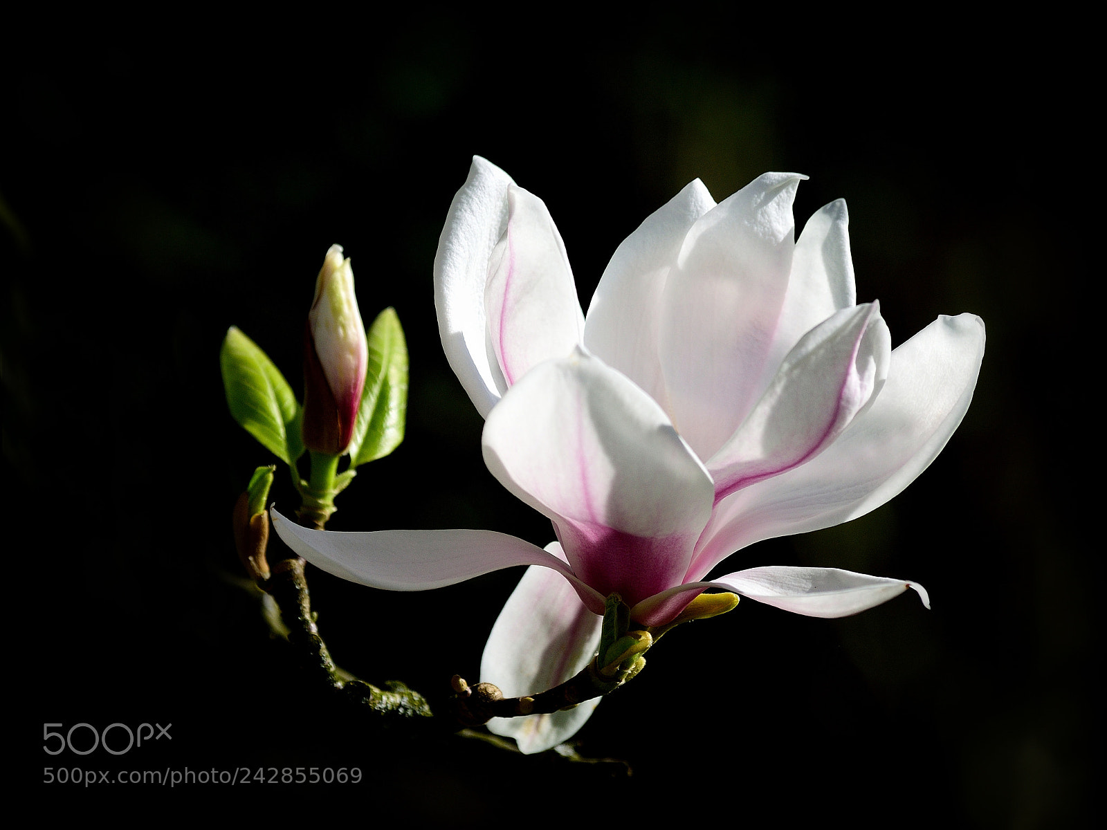 Nikon D90 sample photo. 7735-magno photography