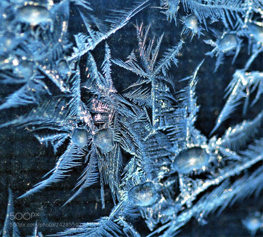 Canon EOS 1000D (EOS Digital Rebel XS / EOS Kiss F) sample photo. Frost photography