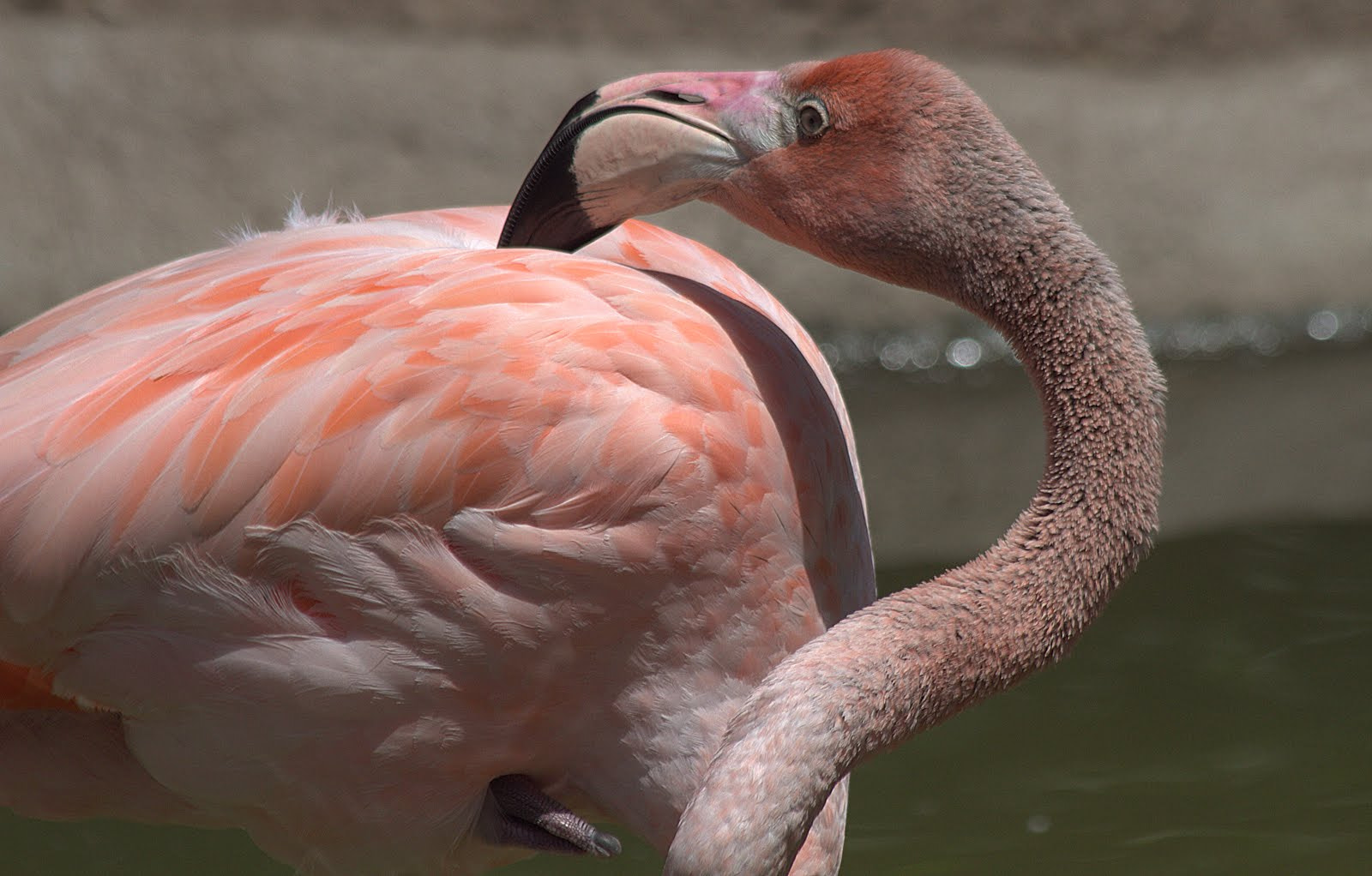 Canon EF 70-300mm F4-5.6 IS USM sample photo. Flamingo photography