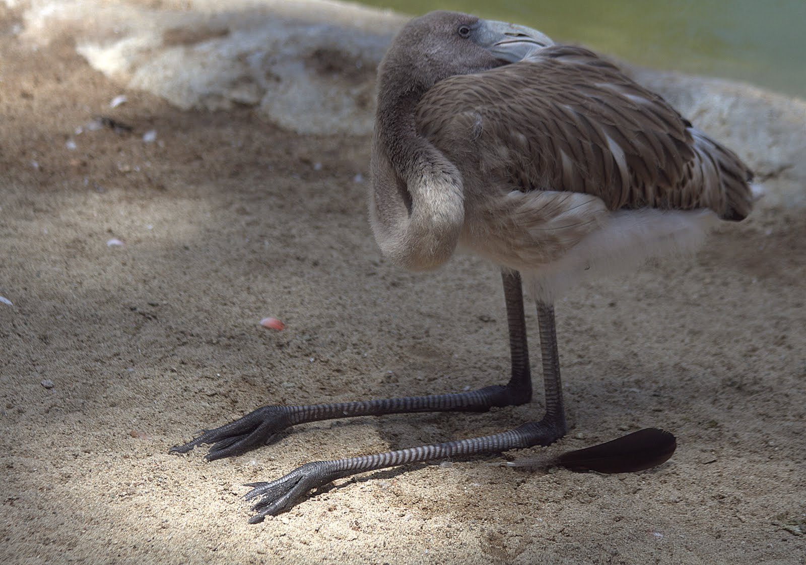 Canon EF 70-300mm F4-5.6 IS USM sample photo. Flamingo juveniel photography