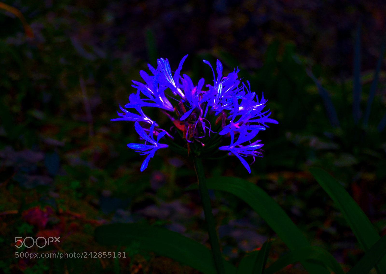 Nikon D3100 sample photo. Flor photography