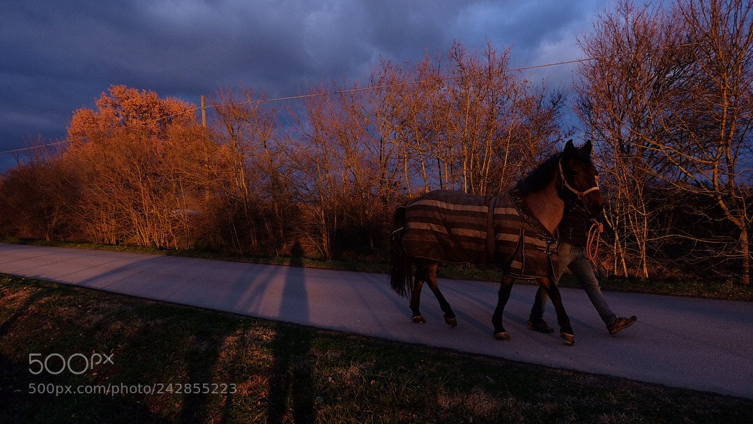 Fujifilm X-T20 sample photo. Horse’s walkin photography