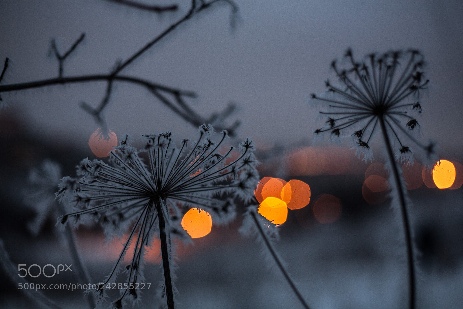 Canon EOS 5D sample photo. Untitled photography