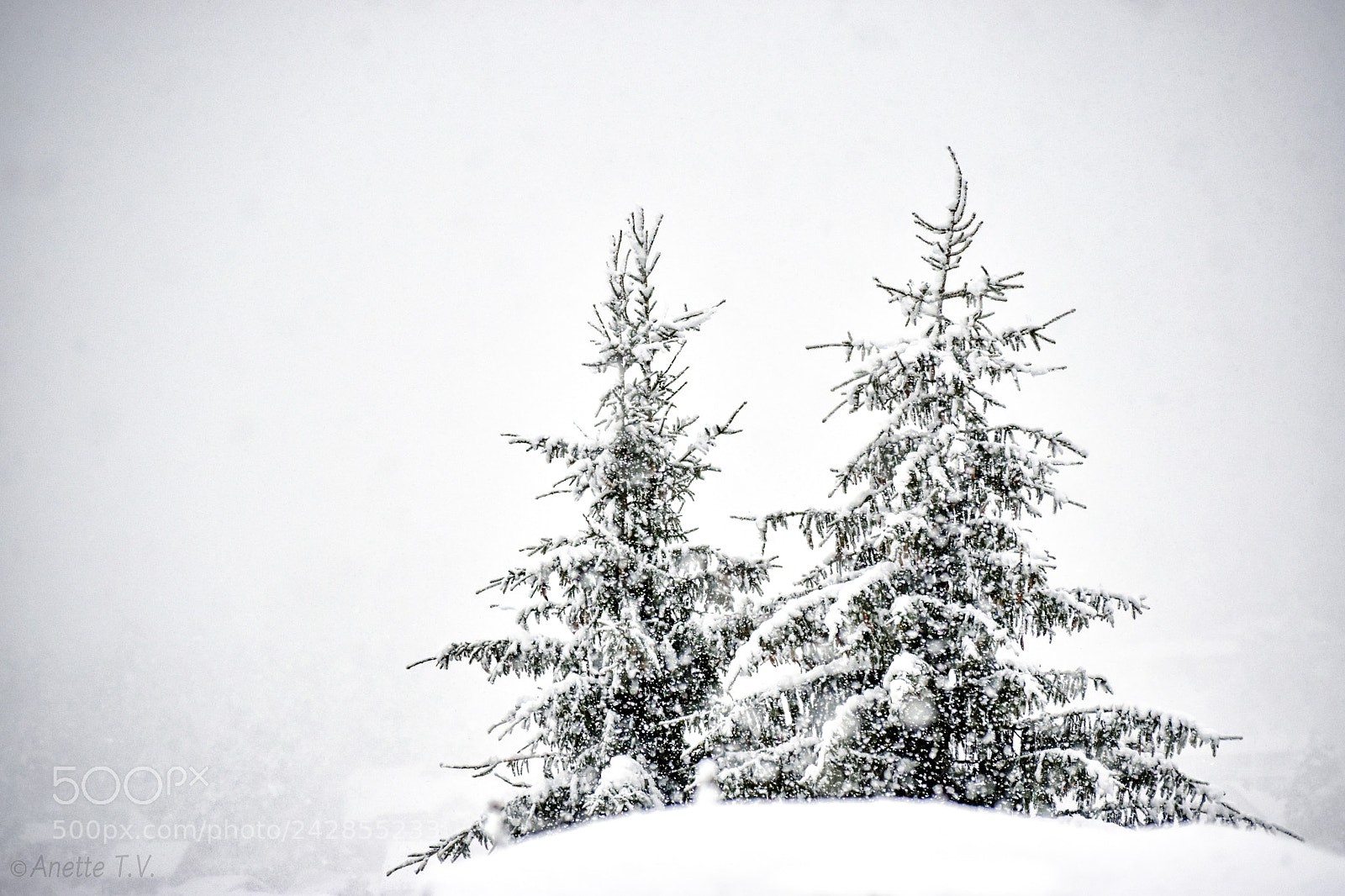 Nikon D5500 sample photo. Snowy day.. photography