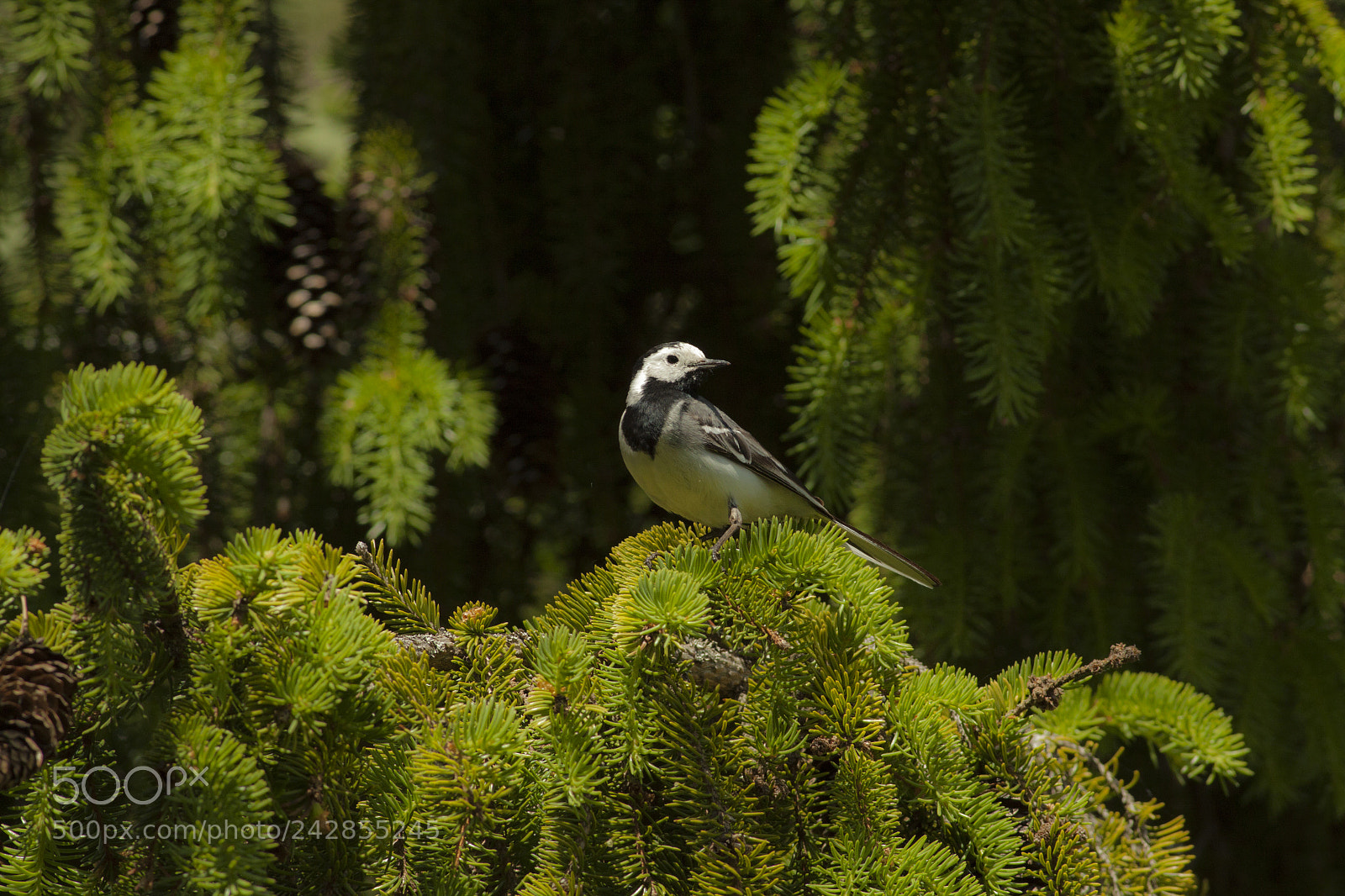 Canon EOS 50D sample photo. A white wagtail observing photography