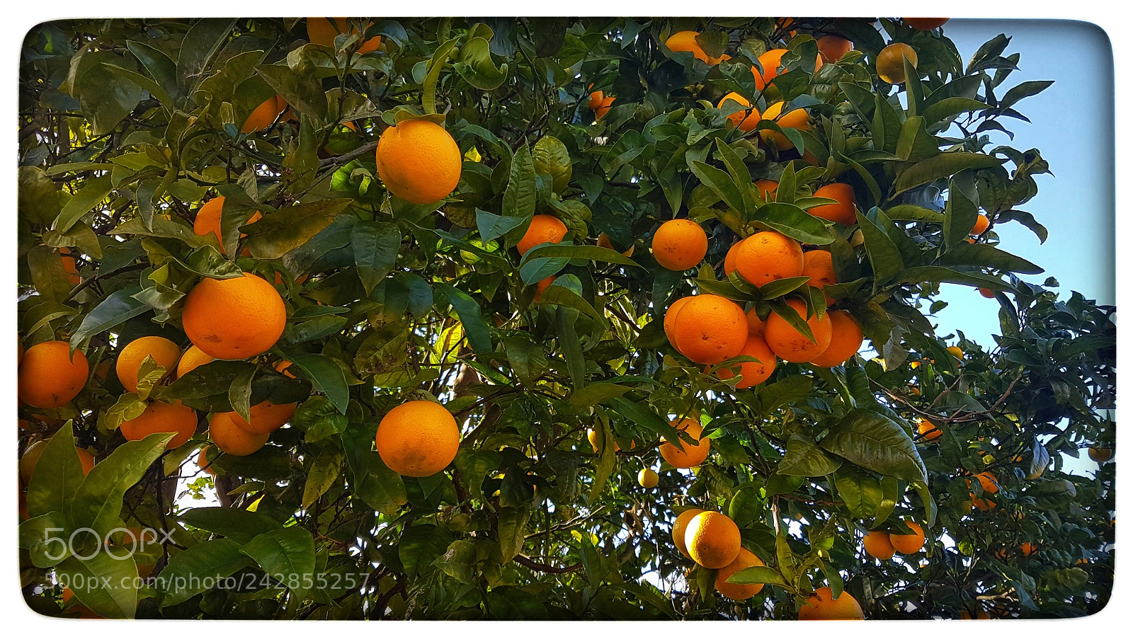 Samsung Galaxy S7 Edge sample photo. Naranjas del campo photography