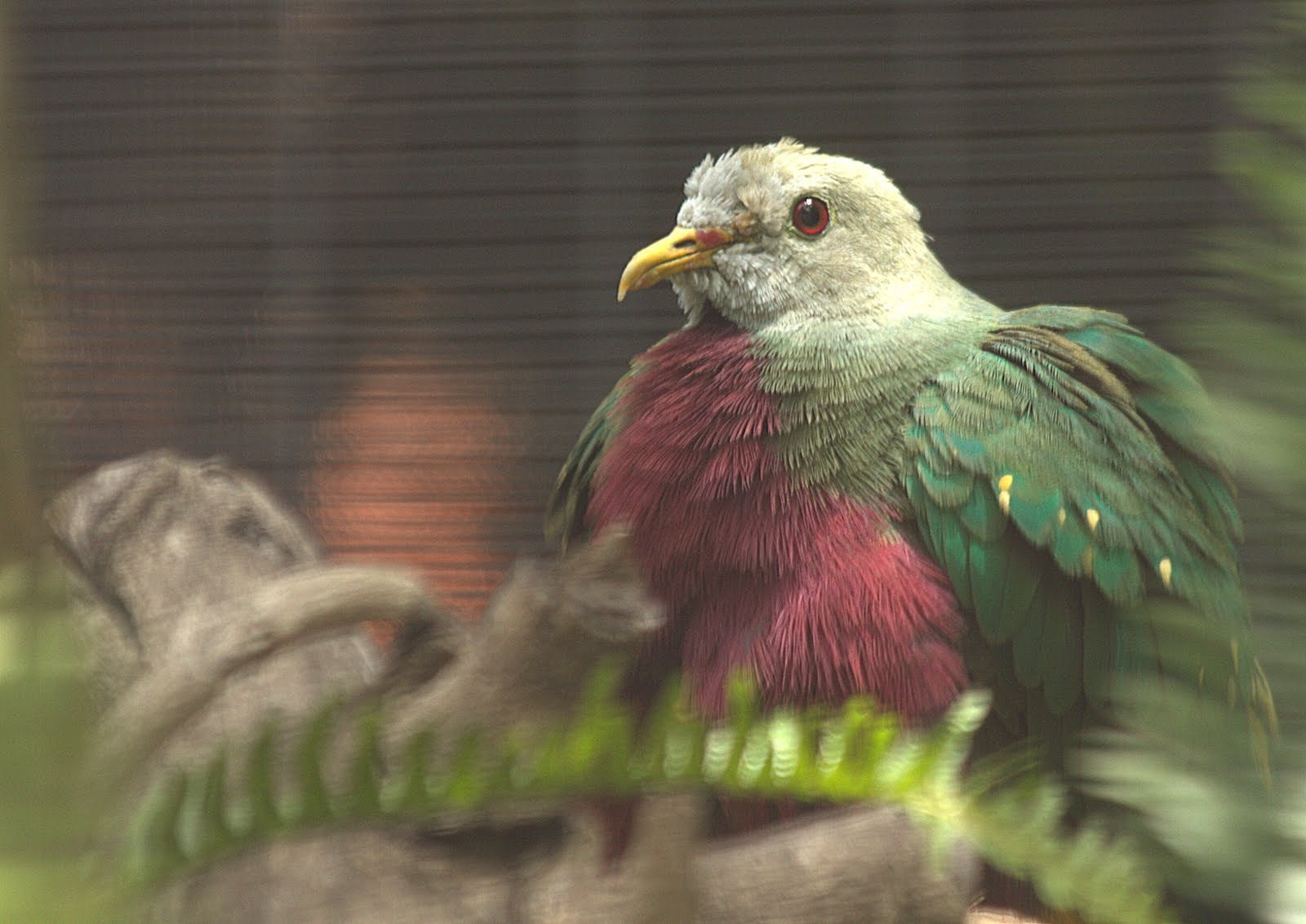 Canon EF 70-300mm F4-5.6 IS USM sample photo. Pigeon photography
